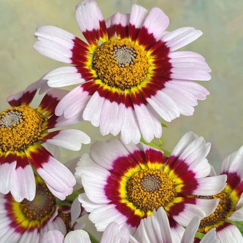 semillas de aciano - aciano Decoraciones otoñales un jardín resistente resistentes en exteriores semillas de tapizantes resistentes al 300semillas
