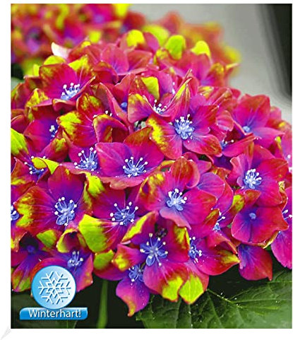 BALDUR Garten Freiland-Hortensien 'SAXON® Schloss Wackerbarth', 1 Pflanze, Hydrangea macrophylla Gartenhortensie winterhart, pflegeleicht, für Standort im Schatten geeignet, blühend