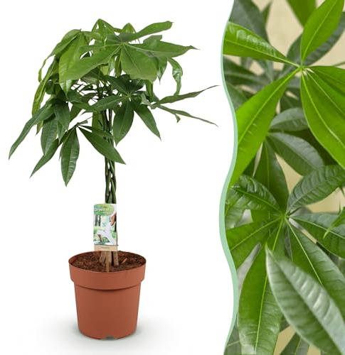 Pachira Aquatica geflochtener Stamm - Geldbaum - Pflegeleicht - Grün - 80-90cm - Ø21cm - Zimmerpflanze - Immergrün