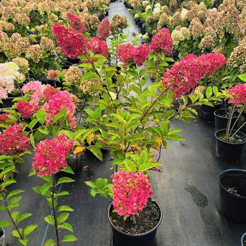 ortensia a pannocchia, ortensie a pannocchia ornamentali per luoghi soleggiati ortensie semi di da balcone d'appartamento rare in vaso siepi mini 200semi