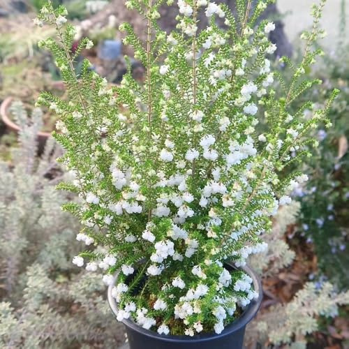 semillas de brezo decorativas decoración de sala estar arbustos en flor, resistentes oficina interior jardín arbustos orgánico balcón exótico para lugares 160pcs