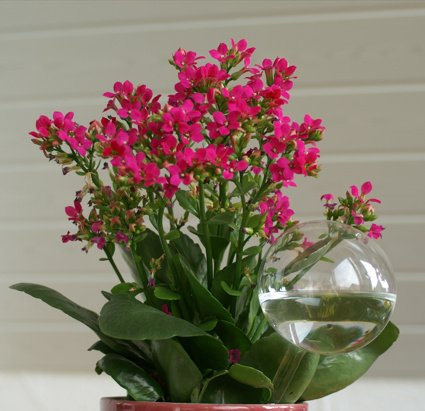 Blumendurstkugeln aus Glas 5 x d 9cm mundgeblasen handgeformt Wasserspender Durstkugeln Lauschaer Glas das Original