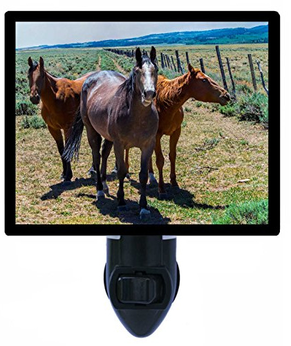 Night Light, Horse Trio, Three Horses on Range, Animals