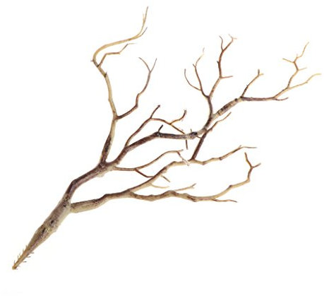 Xuniu Künstliche Pflanzen Getrocknete Baum Kunststoff Pfau Coral Zweige Hochzeit Dekoration Kaffee 36 cm