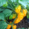Semillas de pimiento picante, 50 piezas Semillas de pimiento llenas de vitalidad Alta tasa de germinación Sin OGM Semillas de pimiento picante para interiores al aire libre Semillas vegetales Semill