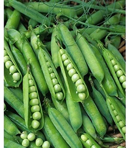 2018 Semi di pisello Thomas Laxton 2 oz Circa 200 Semi