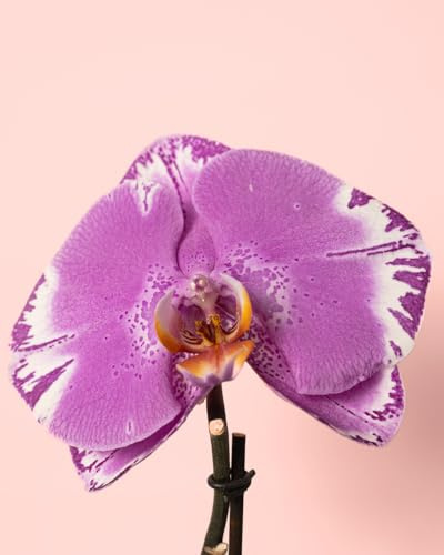 Orquídea Singolo Victorio | Plantas Naturales | Pur Plant