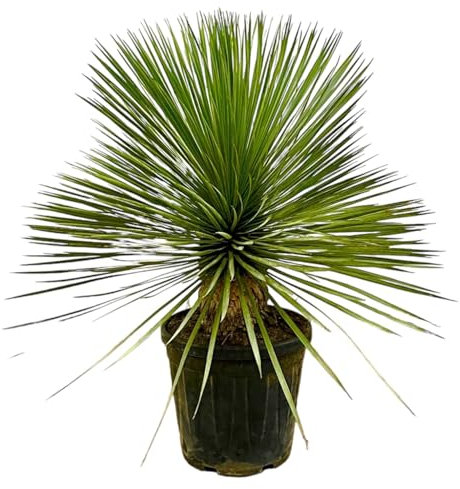 La Green Touch - Yucca Rostrata - Pianta da interno - Vaso 27 cm, altezza 70 cm
