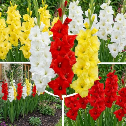 FLORIUM Gladiolen Gelb & Rot & Weiß Kollektion, 20 Zwiebeln aus Holland, Mischung aus drei Sorten, echte große Gladiolenpflanzen für Garten und Töpfe (keine Samen, nicht künstlich und winterhart)