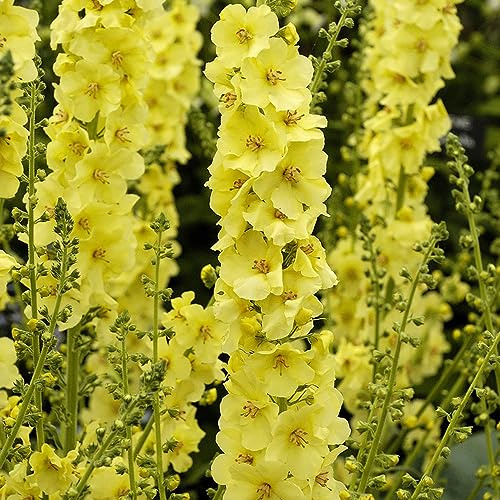 rittersporn sommerblumen blumenbeet balkon büropflanzen balkonpflanzen frühling exotische zimmerpflanzen bonsai topf dekopflanze blumengarten schnittblumen blumensamen balkon 250samen