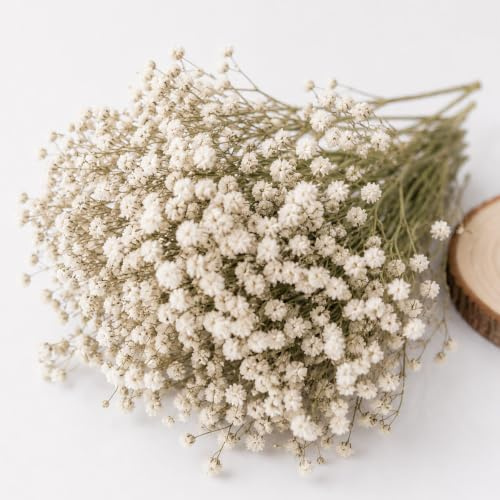 Flores Secas Naturales Gypsophila Paniculata 120 Piezas Flores para Manualidades y Álbumes de Recortes