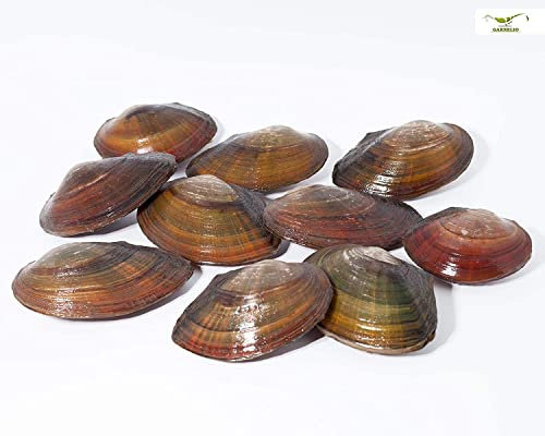 NatureHolic - Teichmuscheln I Ideal für den Gartenteich I heimische Muschel I interessante Fortpflanzungsbiologie I Wird sehr groß I 5 STK