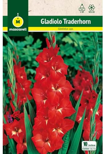 Mascarell Semillas, GLADIOLO TRADERHORN, Semillas Bulbosas, Bulbos de Flores Primavera Fácil de Cultivar, Bolsa 10 Bulbos