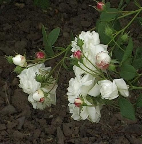 Historische Rose Mme Plantier 30-60cm - lebende Gartenpflanze aus den Baumschulen