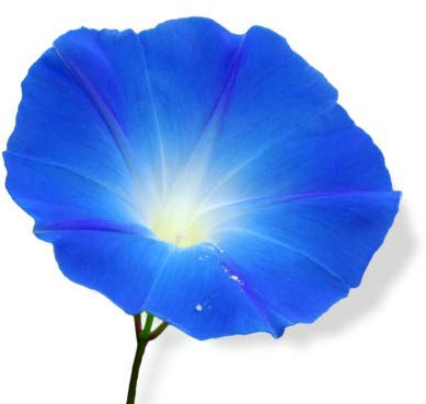 MAELSA® GRAINES EN SACHET POUR POTAGER ET JARDIN - FLEURS - SEMENCES DE FLEURS DIVERS VARIETES AU CHOIX FAITES DEROULER PLANTE ANNUELLE GRIMPANTE D'UN TRÈS JOLI BLEU(Ipomee Bleu Azur)