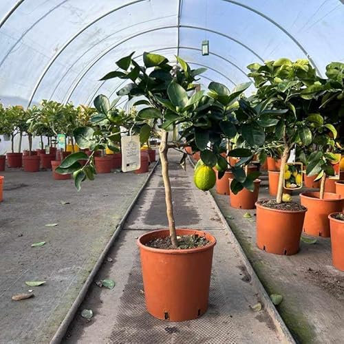 Web Garden Centre - Lime Citrus Tree Garden Gift for Garden, Patio, Conservatory. Produces Mediterraean Fruit. 1 x Lime Citrus Tree 70cm 5L