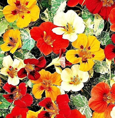 Kapuzinerkresse Samen, Tropaeolum majus, bunte Mischung, Kletterpflanze bis 3m (10 Samen)