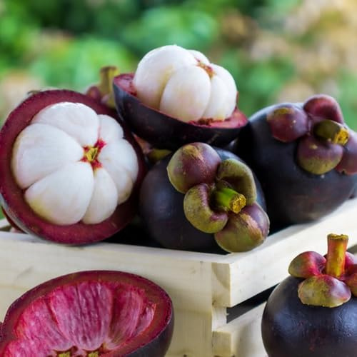 Semi di mangostano, biologici semi di Garcinia mangostana, resistenti per il giardino balcone dei semi di Gli da frutto nani sono 10pcs