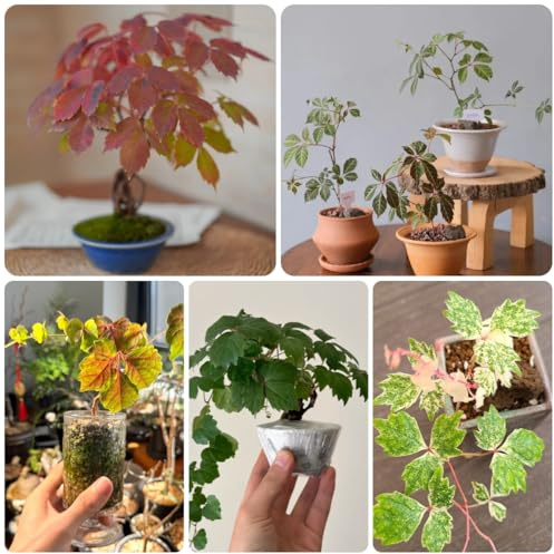 wilder wein - steingartenpflanzen jungfernrebe minigarten winterharte kübelpflanzen kräutergarten balkon schnellwachsende kletterpflanzen grünpflanzen zimmerpflanzen rankpflanzen 350samen