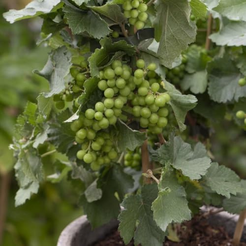 Fruit Vitis (Grape) vinifera Pixie Riesling - Compact Dwarf Vine for Small Spaces | Ideal for Terraces or Balconies - 1x 14cm Potted Plant by Thompson & Morgan