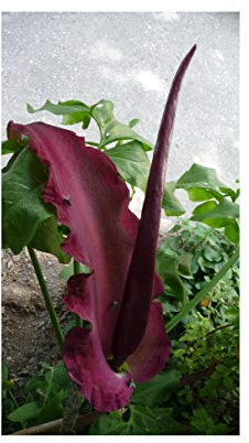 GARTHWAITE NURSERIES® : - 3 Dracunculus Vulgaris Voodoo Lily Bulbs Amorphophallus Aroid Unusual Hardy Garden Perennial