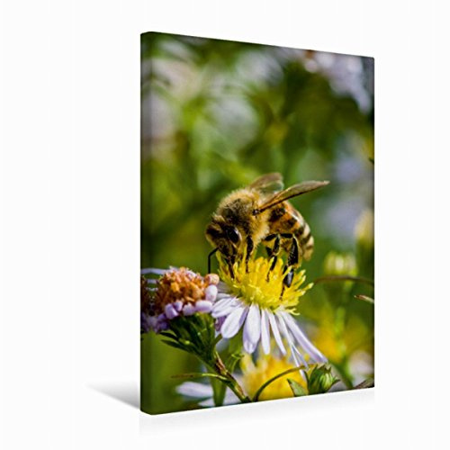 Premium Textil-Leinwand 30 x 45 cm Hoch-Format Biene auf Marguerite | Wandbild, HD-Bild auf Keilrahmen, Fertigbild auf hochwertigem Vlies, Leinwanddruck von Mark Bangert