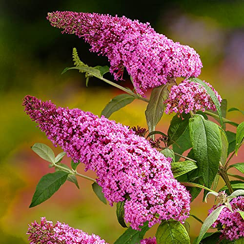 1 X BUDDLEIA DAVIDII 'Pink Delight' DECIDUOUS Shrub Hardy Garden Plant in Pot