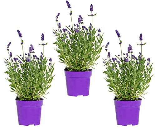 Bloomique - Lot de 3 - Lavandula Angustifolia – Lavande – Plantes de jardin – Rustique – 15-20 cm de haut – Pot 10,5 cm