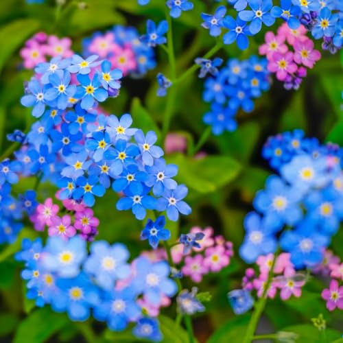 Non ti scordar di me - Myosotis Sylvatica decorazione balcone giardino resistenti semi di selvatici vaso resistenti selvatiche 200pcs