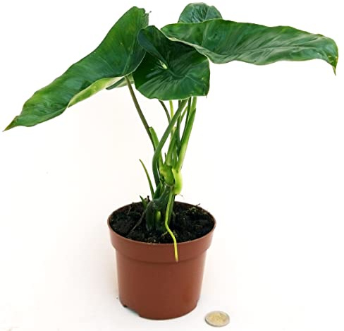 POWERS TO FLOWERS - PHILODENDRON, PHYLODENDRON, MONSTERA BURBLE MARX, VASO 12CM, pianta vera