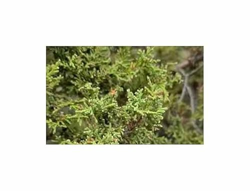 Pcs - 3X Juniperus Osteosperma - Utah-Wacholder Conifer Plants - Seeds ID1715 & Plants Shop by Ipsa