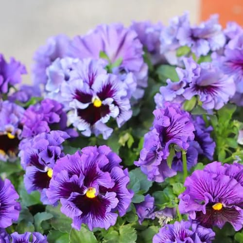 semillas de pensamiento resistentes - perennes maceta extremadamente jardín 200pcs