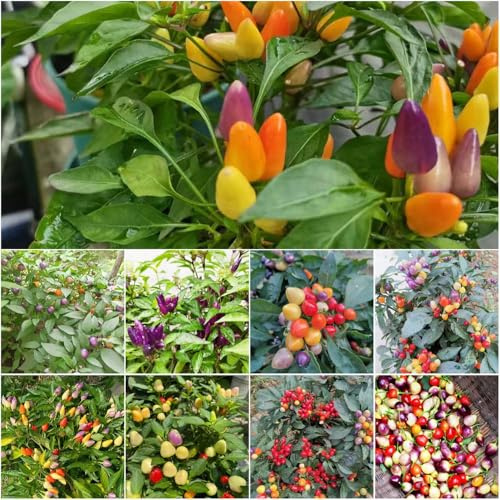 semillas de chile, especias cocina jardín orgánicas de sombra bonsái interior, 12pcs