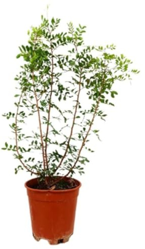Planta natural Pistacia lentisco, 50-60 cm. Arbusto mediterráneo, resistente, con hojas perennes. Segura Garden.