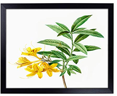 Lap Tray with Cushion | Yellow Azalea Flowers by Pierre-Joseph Redoute | Padded Bean Bag Cushion | For Eating, Working, Crafting, Laptop | Portable Table Desk