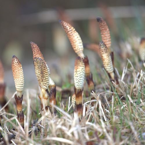 200 pz Semi di Equisetum Arvense - Equiseto decorazione del giardino per esterno Semi di Equisetum japonicum - Regali insoliti per tetti verdi semi di balcone in serra regali sostenibili