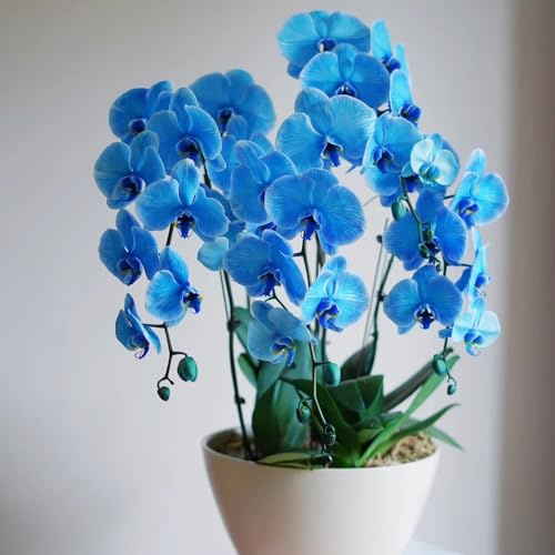 semi di orchidea Phalaenopsis, resistenti all'esterno decorazione del balcone, perenni 400pcs