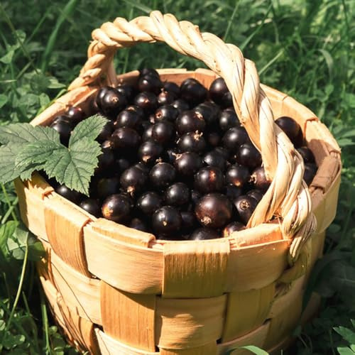 semillas de grosella, orgánicas Variedades antiguas resistentes, jardín interior balcón 20pcs