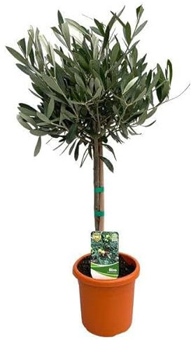 Olea Europaea « sur tige » – Ø 15 cm – 60 cm