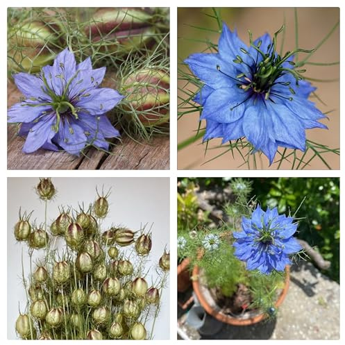 Semi di Nigella, Cumino Nero, Pianta Perenne con Proprietà Antiossidanti e Immunostimolanti, confezione 100 semi