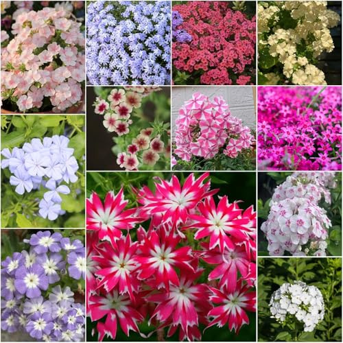 phlox stauden winterhart - winterfeste für kübel gartenpflanzen bodendecker winterhart mehrjährig blumensamen mehrjährig 800samen