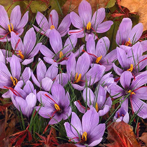 GardenersDream 50 x Crocus Sativus Bulbs - Beautiful Autumn Flowering - Outdoor Plants for Gardens, Borders, Containers - Dwarf Hardy Pollinator Friendly Garden Bulbs - Grow Your Own Saffron