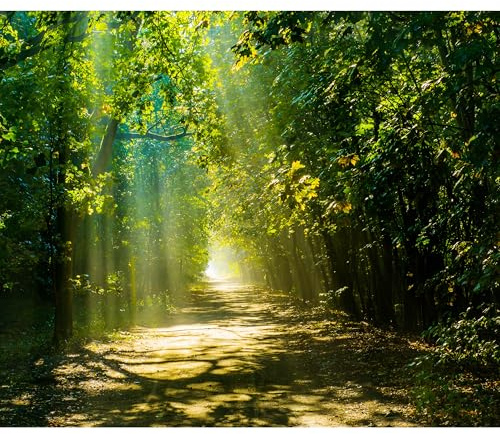 murando Fototapete selbstklebend Wald 343x256cm Foto Tapete Tapetenfolie Möbelfolie Wandverkleidung Wandtapete Motivtapeten Bildtapete Wohnzimmer 3d Effekt Modern Sonne Weg grün c-A-0086-a-a