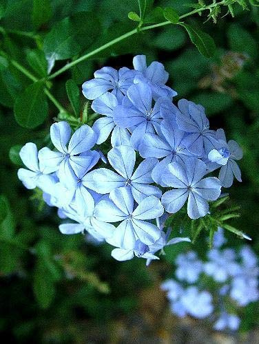 Plumbago auulata 2 Piante Giovani in 9 cm Vasi dal Taglio