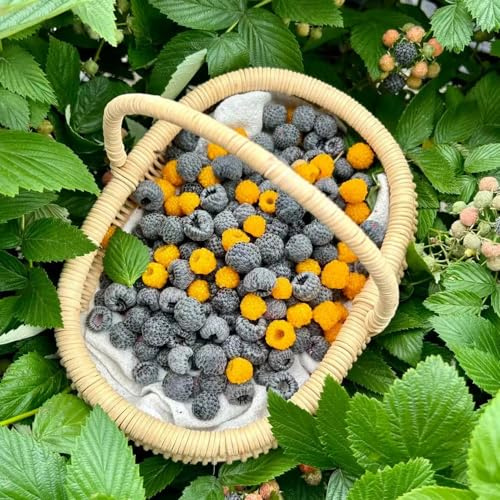 frambuesas semillas de jardín de semillas orgánicas silvestres bonsái frambuesa perennes resistentes 20pcs