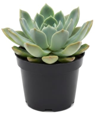 Echeveria Pulidonis Rosa de Alabastro en Maceta 10 cm | DECOALIVE Altura 10-15 cm, Suculenta para Rincones Luminosos