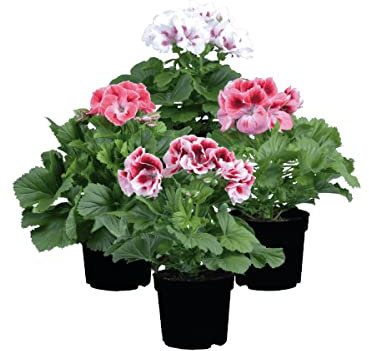 DECOALIVE Pack de Cuatro Geranios Flores para Terraza