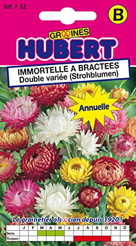 Graines d'Immortelle a Bractées double variée - 1 gramme
