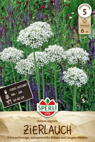 Sperli Zierlauch Allium nigrum 460711 - Blumenzwiebeln winterhart mehrjährig, beeindruckende weiße Blüten, ideal für Beet und Kübel, zieht Nützlinge an