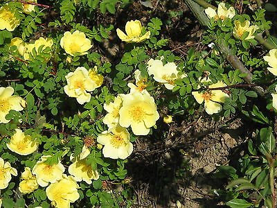 15 Halbgelber Rosenstrauch (Rosa xanthina)